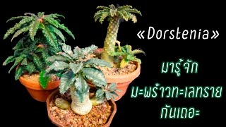 🌵 มะพร้าวทะเลทราย Dorstenia [upl. by Vasileior]