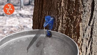 Making Maple Syrup  Où se trouve Garland Sugar Shack [upl. by Lulu]