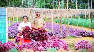 ജൈവ രീതിയിലെ ചുവന്ന ചീര കൃഷി 25 ദിവസം കൊണ്ട് ലക്ഷങ്ങൾ നേടി തുടങ്ങാം [upl. by Chimene864]