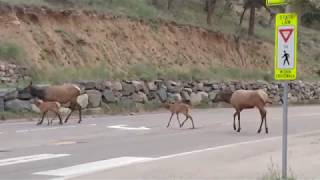 Elk mamas and babies at Evergreen Lake [upl. by Rivera]