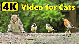 Cat TV 4K  Birds and Squirrels ⭐ Happy New Year ⭐ [upl. by Tonye]