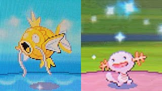 Shiny Magikarp amp Wooper in the Safari Zone 10956 Total Encounters  Safari Week 2024 [upl. by Debora528]