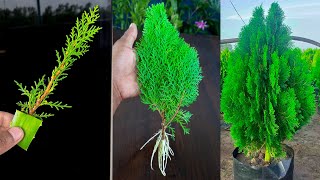 Best amp easy method for how to grow thuja plant from cutting  Water propagation [upl. by Sheepshanks]