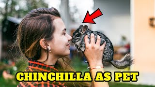 Top 10 Mindblowing facts about chinchillas you wont believe [upl. by Shell]