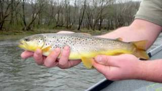 Watauga River Fly Fishing 31509 [upl. by Loseff398]