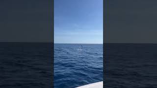 Huge Surprise given by a Sailfish fishing catch sailfish elsalvador dancing surprise angler [upl. by Crain]