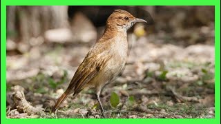 Hornero Canto Llamado Sonido Cantando  Rufous Hornero Bird Song  Furnarius Rufus [upl. by Sage]