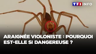 Araignée violoniste  pourquoi estelle si dangereuse [upl. by Argile485]