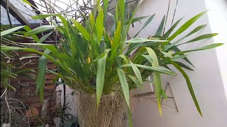 🔴 ONCIDIUM SPHACELATUM  FORMA DE CULTIVO orquídea sphacelatum [upl. by Chin608]