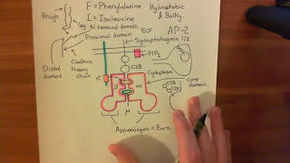 Dynamin and Endophilin Part 2 [upl. by Canotas]