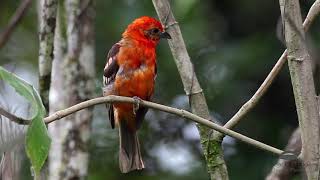 Flame colored Tanager 1080WebShareName [upl. by Lib]