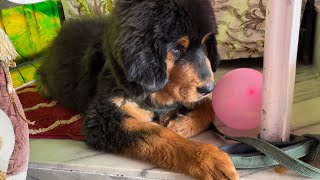 Tibetan Mastiff puppy enjoys birthday cake  4 month old Tibetan mastiff puppy [upl. by Harvison]