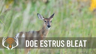 Doe Estrus Bleat  Call in Big Bucks [upl. by Hayden751]