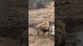 León de mirada intimidante Plains Camp male lion shorts lions leão wildlife [upl. by Ferrel129]