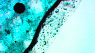 Toothpaste UNDER THE MICROSCOPE What Inside Crest OralB Toothpaste [upl. by Mallen]