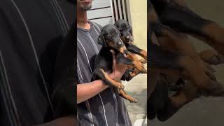 Doberman puppies ❤️ youtubeshorts doglover [upl. by Schechinger]