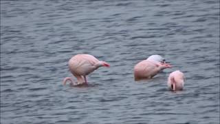 Flamingos flying  Flamingos vliegen Phoenicopteridae spec [upl. by Sarad]