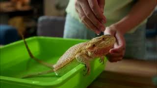 Get Ready for a HEALTHIER Bearded Agama Lizard with Proper Care [upl. by Bonny52]