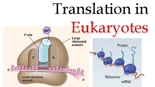 Protein translation in eukaryotes [upl. by Epolenep]