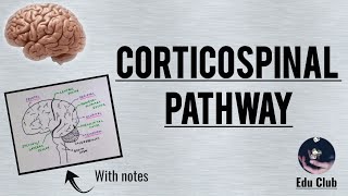 Corticospinal Tract  Pyramidal tract  Detailed Explanation with PG Questions [upl. by Greeley]