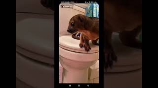 Kinkajous are cute and bad pets shorts kinkajou wildlife pets [upl. by Giustina]