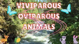 VIVIPAROUS AND OVIPAROUS ANIMALS [upl. by Anoet610]