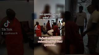 Purudu Paren Adath Yanawa  Niwan Suwa Shiba Dog 🐕 [upl. by Levana]