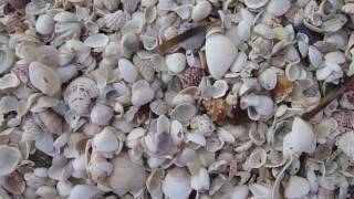 Captiva Christmas Shelling 2010 [upl. by Yanat]