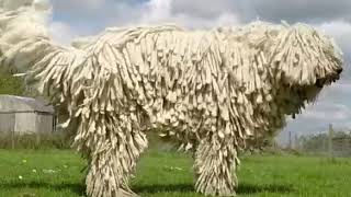 Komondor shake slow motion [upl. by Caddric988]