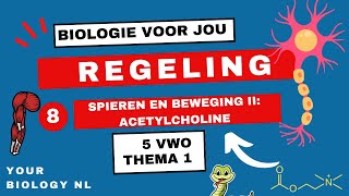 5 vwo  Regeling  8  Spieren en beweging II Acetylcholine [upl. by Aymik]