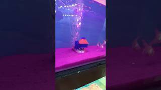 redcape gold fish🐟🐠 narenmarine goldfish fishes fishtank tamil shorts aquarium [upl. by Nerte]