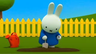 Miffy Tries Farming  Miffys Adventures Big amp Small [upl. by Punke148]