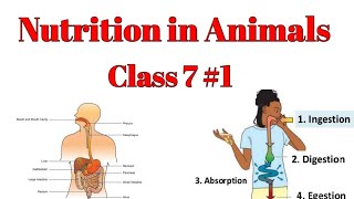 Nutrition in Animals class 7IngestionDigestionAbsorptionAssimilation EgestionModes ofnutrition [upl. by Oeram119]