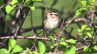 Claycolored Sparrow singing [upl. by Ettenal475]