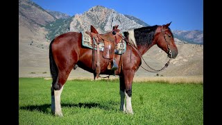 Hip 1Numbers2018 DraftX gelding Cody Horse Sale May 2023  RCR Horses [upl. by Ciapas801]