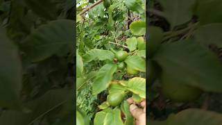 guava fruit vitamins health fruit guavayoutubeshorts drmantenashealthtips [upl. by Aciras]