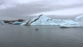 Swimming with icebergs in Jokulsarlon Glacier lagoon [upl. by Shiverick]