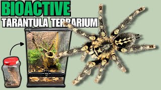 New Tarantulas Ivory Ornamental Poecilotheria subfusca  Bioactive Arboreal Tarantula Terrarium [upl. by Attenyl]