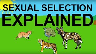 Sexual Selection Explained Evolution 101 [upl. by Larson]