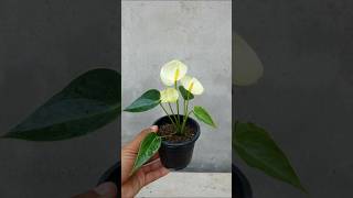 Anthurium propagation garden ideaingarden houseplants gardening [upl. by Norty]