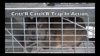 The CrittR CatchR Live Catch Trap In Action  Huge Wood Rat With Motion Cameras [upl. by Inod]