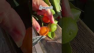 Kumquats Fruit shorts fruit satisfying garden enjoy [upl. by Durham979]