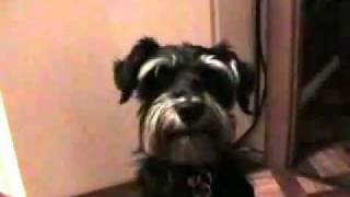 Miniature Schnauzer Talking dog quotMamaquot [upl. by Gabbie]