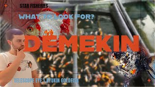 VERY HIGH QUALITY Demekin Goldfish  Selecting Demekin StarFisheriesUK [upl. by Huei606]