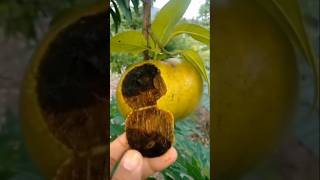 Black sapote shorts buah blacksapote [upl. by Pollitt]