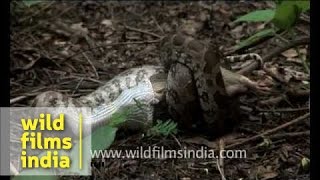 Indian python strangling a rat [upl. by Adaven]