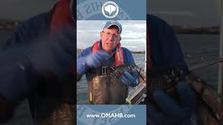 Putting Back Larry the Lobster fishing sustainableseafood ocean sustainablefisheries [upl. by Merceer]