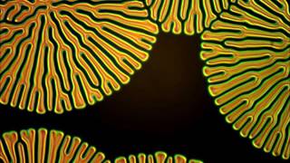 Fingerprint texture in chiral nematic liquid crystal [upl. by Ahsinrats679]