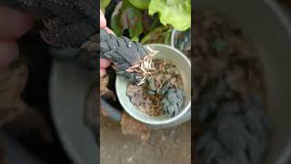 Haworthia propagation update plantpropagation succulent [upl. by Eeresid587]