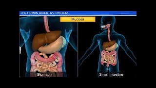 ICSE Class 9 Biology  Digestive System 1 The Human Digestive System [upl. by Dearden]